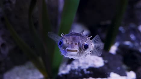 pufferfish moves around aquatic plants in tank