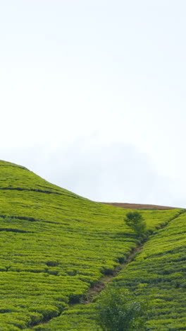 tea plantation landscape