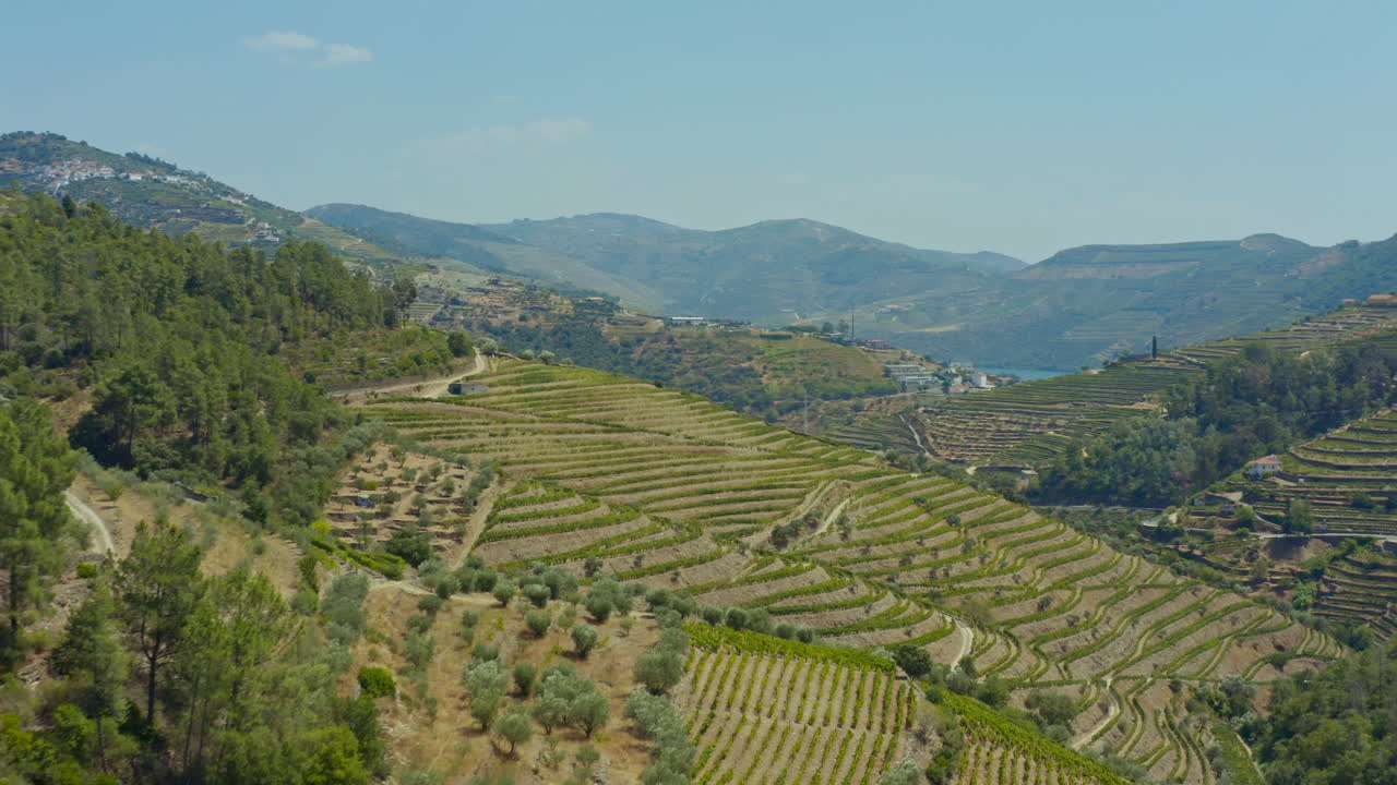 Un bellissimo paesaggio di vigneti.