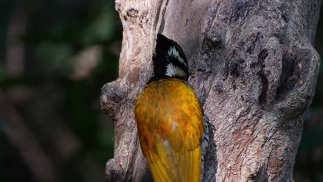 close up shot of this bird feeding while the camera zooms in, common flameback dinopium javanense, female, thailand