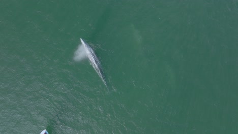 Ballena-Gris-Rompiendo-La-Superficie-Del-Agua-Del-Océano-Y-Echando-Chorros,-Vista-Aérea