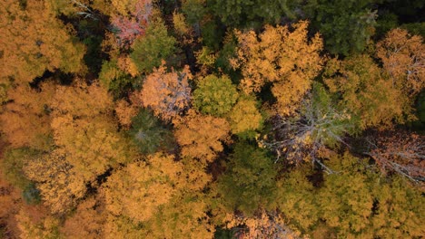 Antena-De-Arriba-Hacia-Abajo-De-Hermosos-árboles-De-Otoño-Con-Colorido-Follaje-De-Otoño