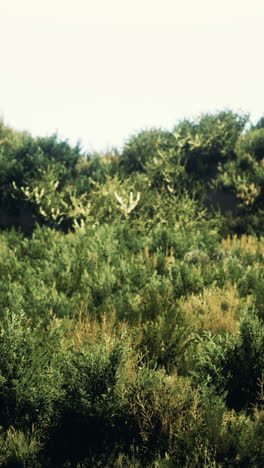 a lush green field with tall grasses and bushes