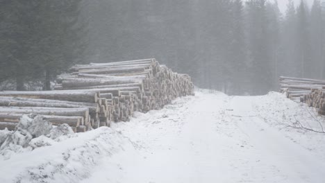 wood piles sawmill storage under harsh nordic winter blizzard whiteout - wide static shot