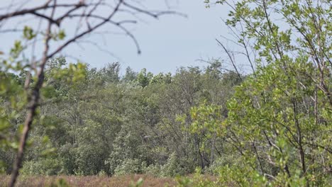 Mangrovenwald-Und-Sumpfgebiet,-Das-Einen-Riesigen-Schwarm-Uferschnepfen-Zeigt,-Der-An-Einem-Windigen,-Trockenen-Wintertag-Hin-Und-Her-Fliegt,-Limosa-Limosa,-Thailand