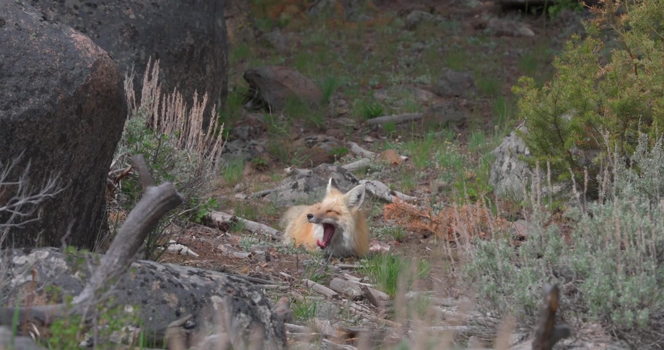 Sleepy red fox (Vulpes vulpes) yawns twice, first toward the camera and then in profile, before stretching and settling back down to rest in a charming display of natural behaviour.