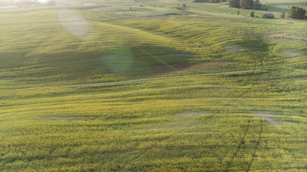 Aerial video of golden fields near Spokane, Washington, highlighting undulating farmland and scenic rural countryside