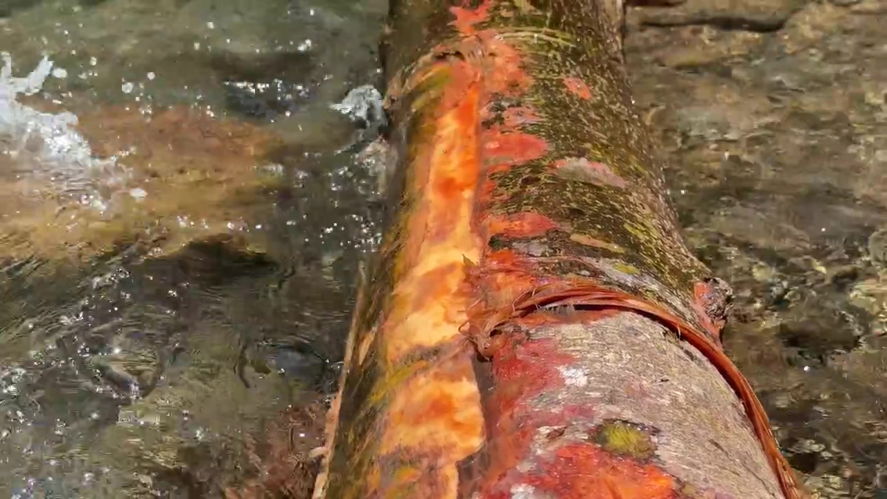 Acqua limpida che scorre sopra un tronco d'albero caduto in un ruscello