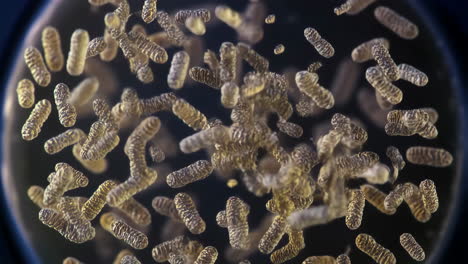 microscopic view of bacteria or microorganisms