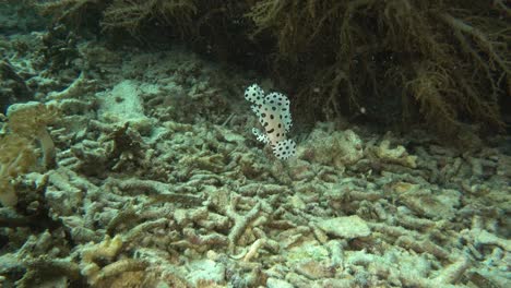 juvenile barramundi on rubble reef