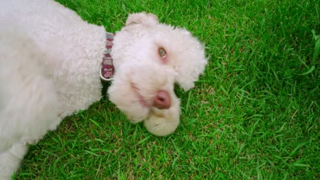 dog lying on grass and holding tennis ball in mouth. closeup of dog face