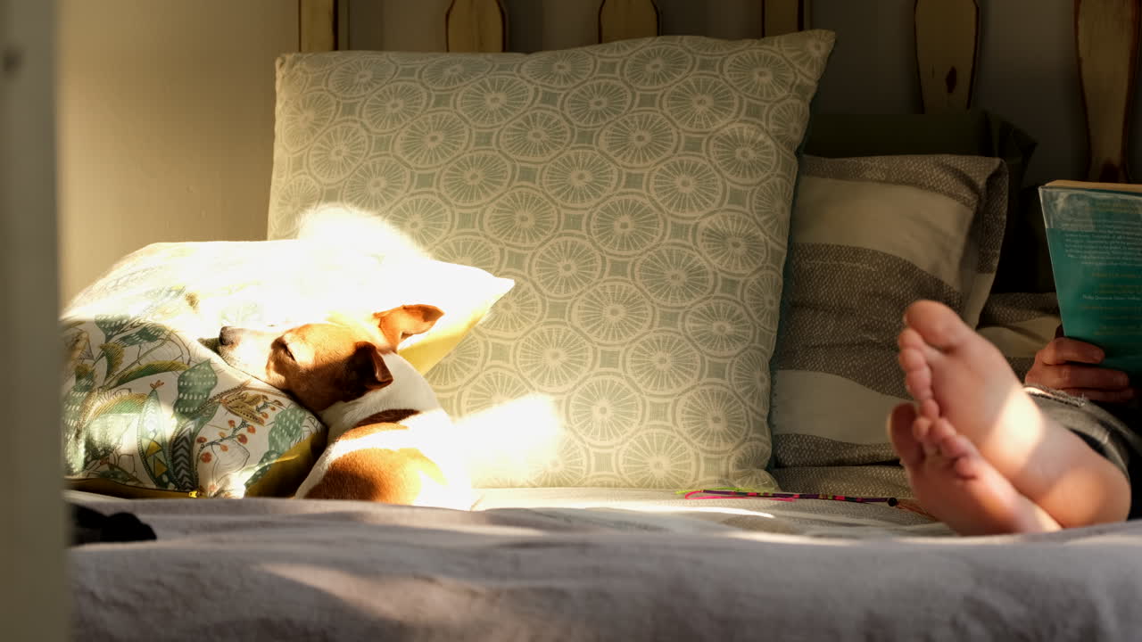 Jack Russell cute dog lying next to reading owner on bed basking in sun