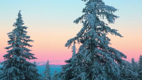 frosted pine trees in the mountains at sunset