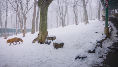 Kitsune-Mura-Fox-Village-in-Miyagi-Prefecture-Japan,-Snowy-Misty-Day