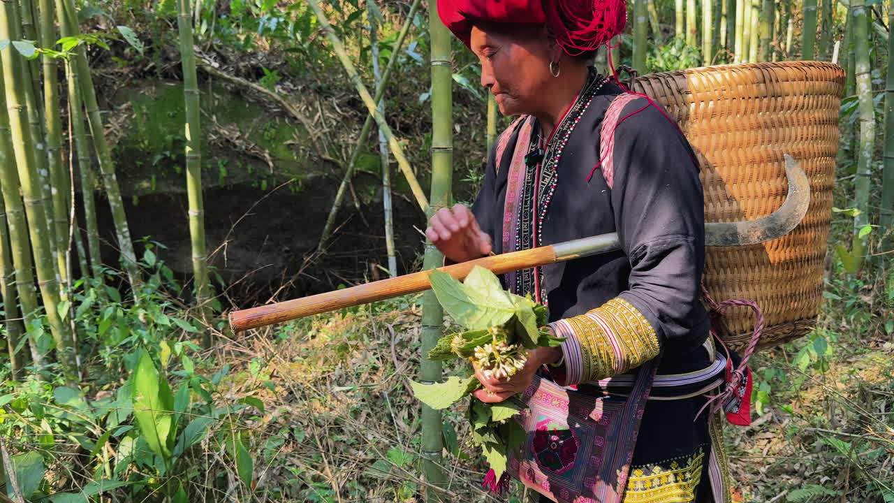 Discover the rich tradition of herbal plant foraging in Sa Pa as a member of the Black Dao community shares knowledge about native plants and their uses in the lush bamboo forest.