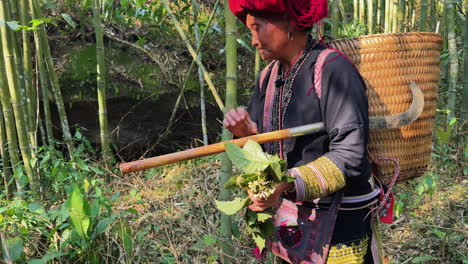 discover the rich tradition of herbal plant foraging in sa pa as a member of the black dao community shares knowledge about native plants and their uses in the lush bamboo forest.