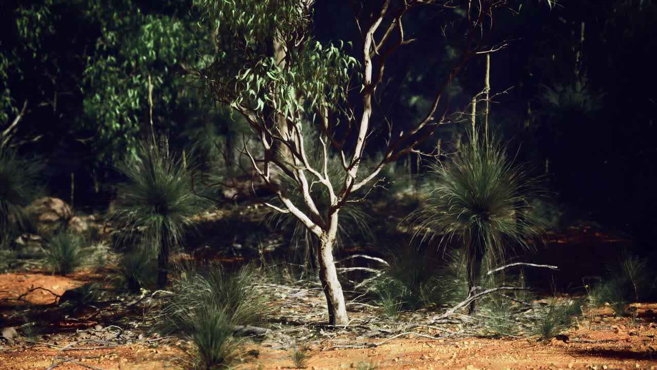 Eucalyptus trees stand among vibrant grass plants in australian outback