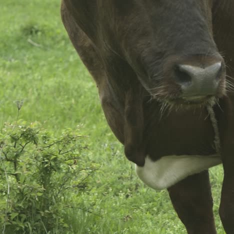 young bull on a green meadow