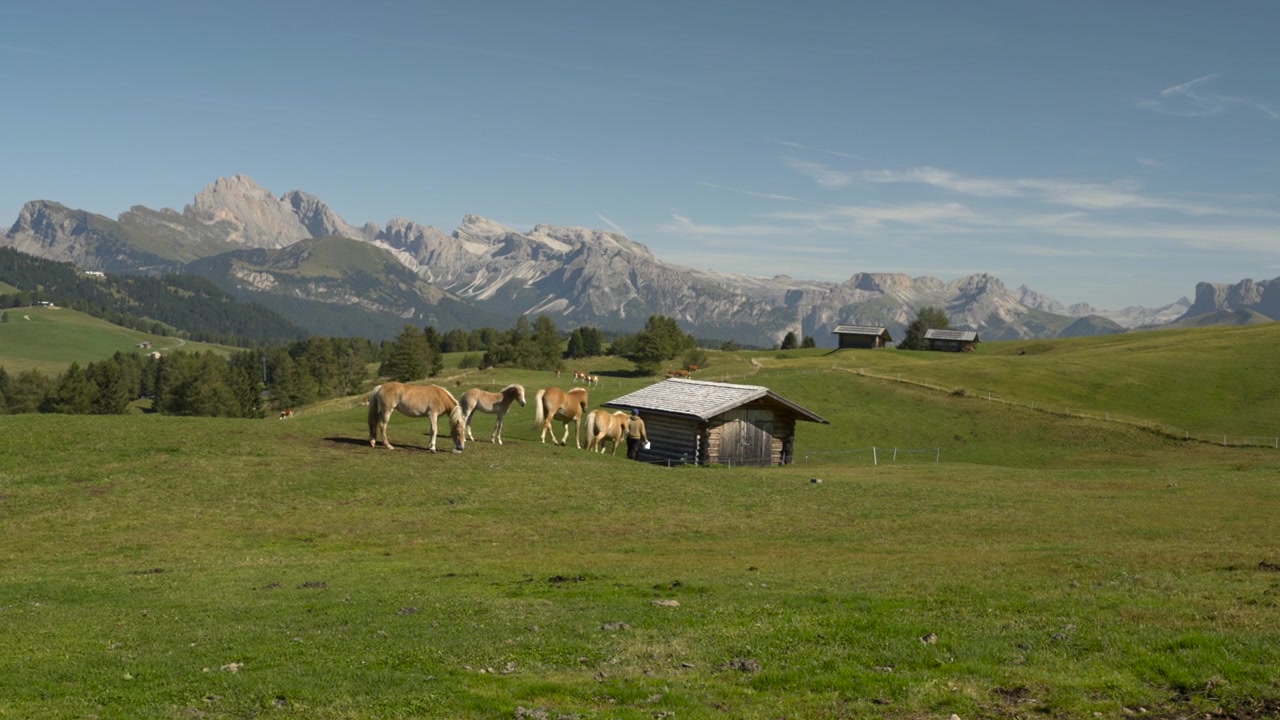 Włoskie Dolomity. Malownicza scena z rolnikiem i jasnobrązowymi końmi rasy Haflinger w pobliżu drewnianej chaty, z zachwycającym panoramicznym widokiem na krajobraz w słoneczny letni dzień.