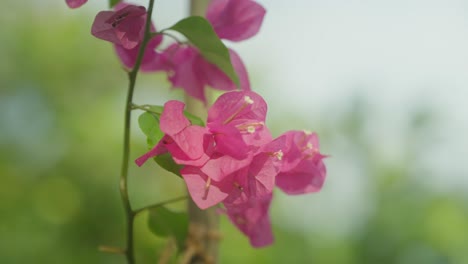 beautiful tropical pink flowers swaying gently in breeze, shallow focus