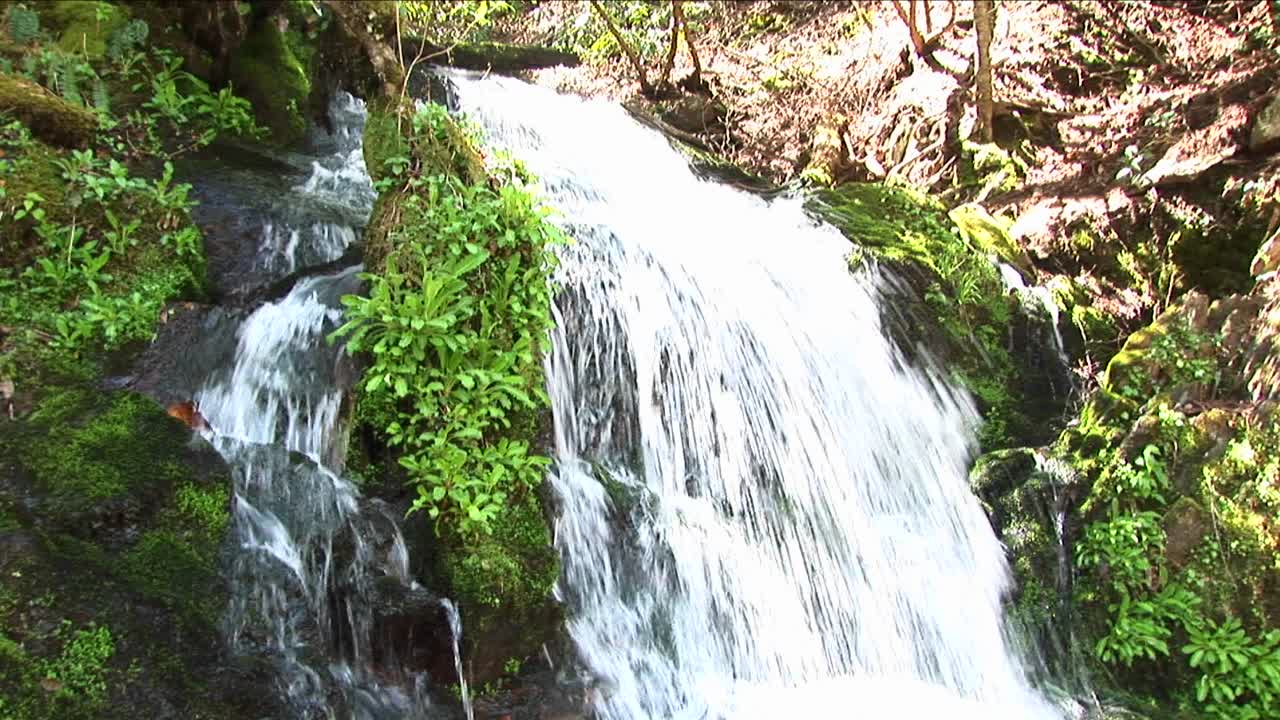 una cascada precipitada fluye alrededor de una exuberante vegetación