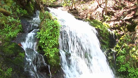 Una-Cascada-Fluye-Alrededor-De-Una-Exuberante-Vegetación