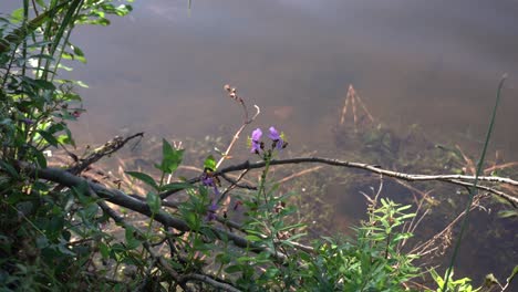 Purple-flowers-on-shore-of-lake-blowing-gently-in-the-breeze-during-the-day