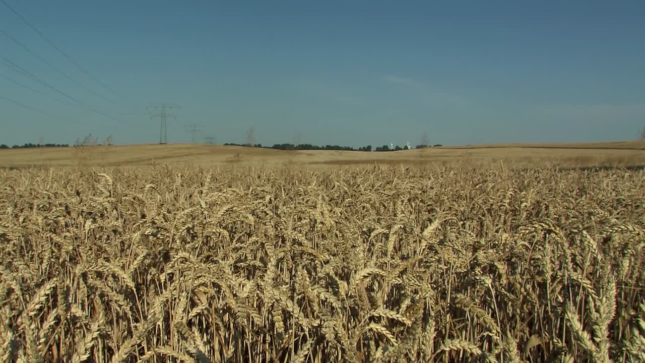 tiro pan sobre campo de trigo en magdeburger boerde, alemania