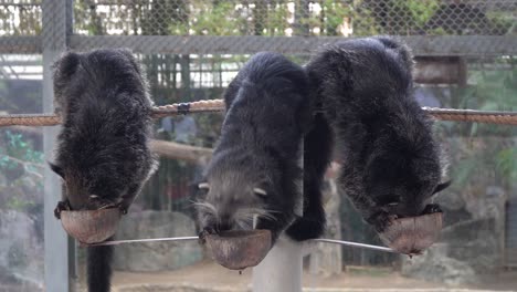 pequeñas nutrias con garras comiendo en el zoológico de chiang mai en tailandia