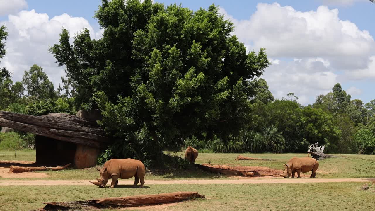 코소 는 자연 서식지 에서 자유롭게 돌아다닌다