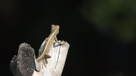 lagarto esperando la caza