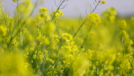 mustard flowers. mustard – mystical flower of happiness and health.