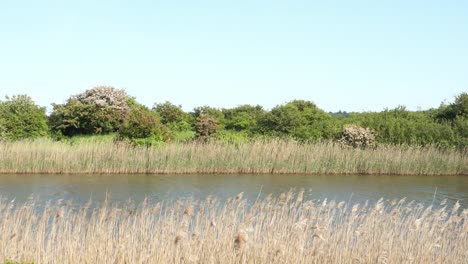 Malezas-Junto-A-Un-Lago-Disfrutando-Del-Sol