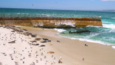 Grupo-De-Focas-Tomando-El-Sol-En-Las-Costas-De-San-Diego,-California