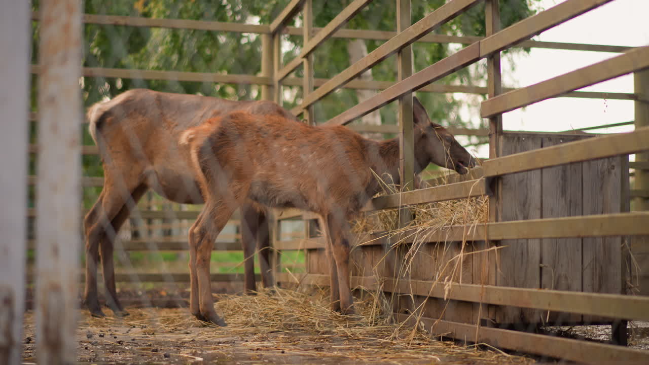 dois cervos comendo feno no cercado, um casal de corças mordiscando um alimentador de madeira dentro de um estábulo abrigado com fragmentos de feno no chão; a câmera enquadra através da cerca, revelando um ambiente rural de cuidados calmo e um céu nublado e suave