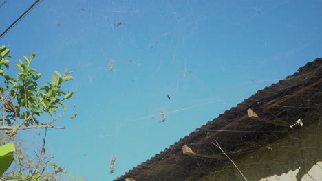 Gran-Colonia-De-Arañas-Fondo-De-Cielo-Azul,-Cyrtophora-Moluccensis