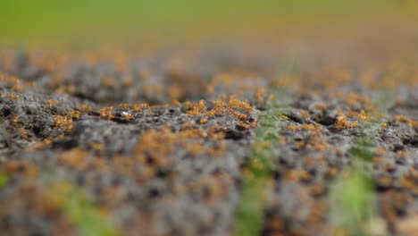 fire ants moving around fast in a colony