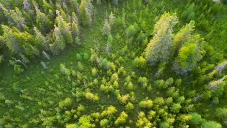 Sobrevuelo-Aéreo-De-Exuberantes-Pinos-Verdes-Y-Praderas-En-La-Hora-Dorada,-Michigan