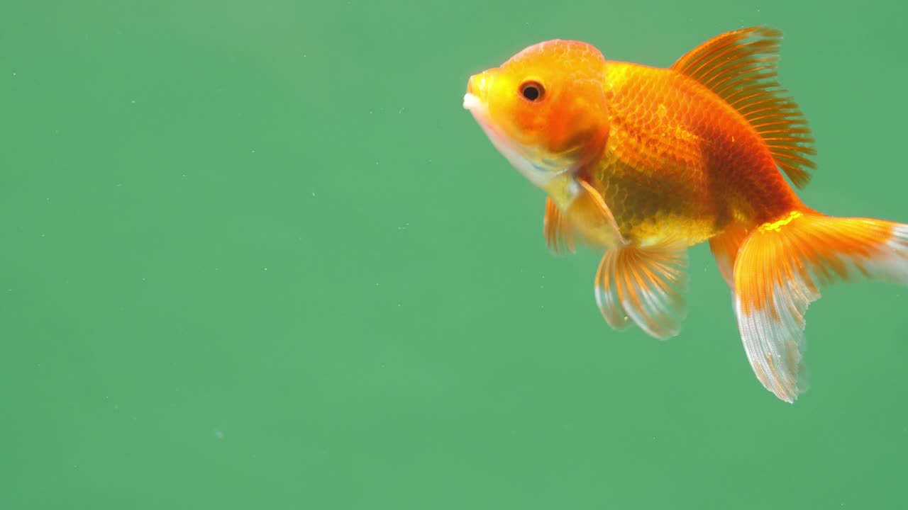 Gold Fish On Green Screen Background