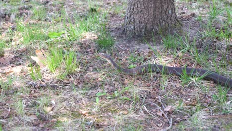 Wild Snake Seen Next To Tree In Park Before Moving Away. Tracking Shot