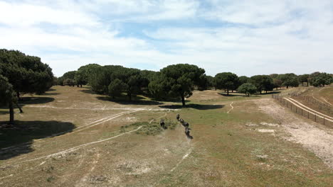 Imágenes-De-4.000-Drones-De-Un-Ganado-De-Toros-Corriendo-En-Un-Campo