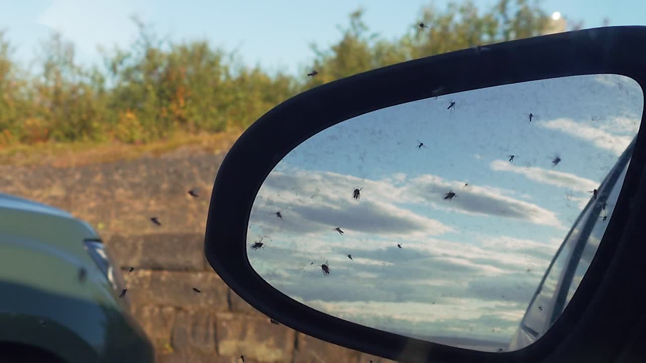 Swarm of black flies flying around at Lake M&yacute;vatn in Iceland
