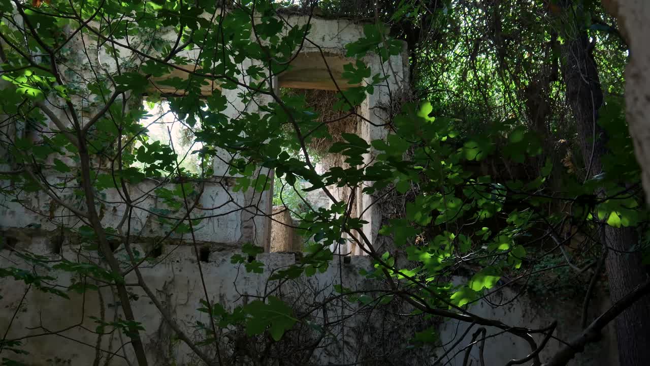 Abandoned House Overgrown with Vines and Trees