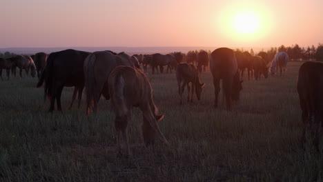 caballos y potros al atardecer