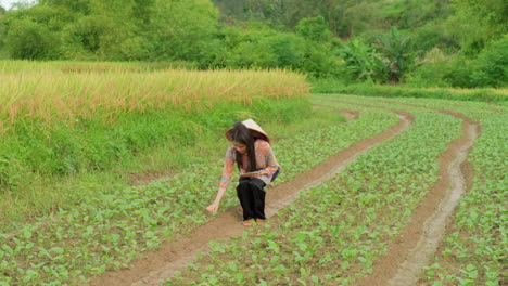 agritech agricultural technology young woman farmer gardening and checking the crop in plantation using modern precision farming tablet tools