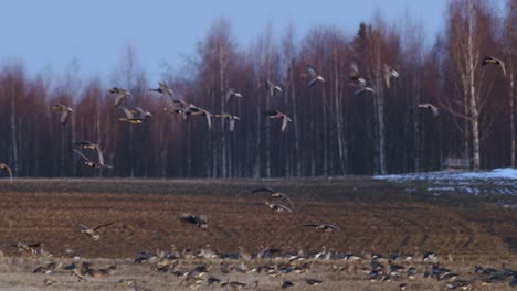 Una-Gran-Bandada-De-Gansos-Albifrones-De-Frente-Blanca-En-El-Campo-De-Trigo-De-Invierno-Durante-La-Migración-De-Primavera