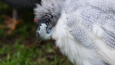 guinea fowl pecking and moving around