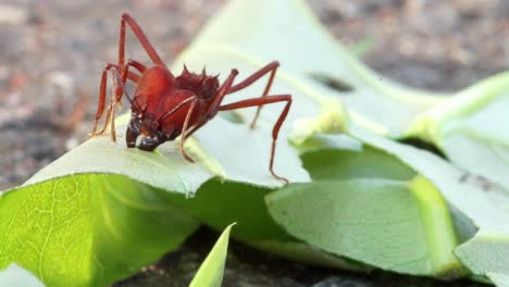 hormiga en la hoja cortándola horizontalmente