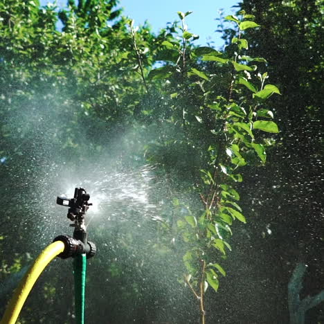 an automatic irrigation system quickly sprays water in different directions of the vegetable garden at the cottage, wetting the soil surface in the summer day. close-up.
