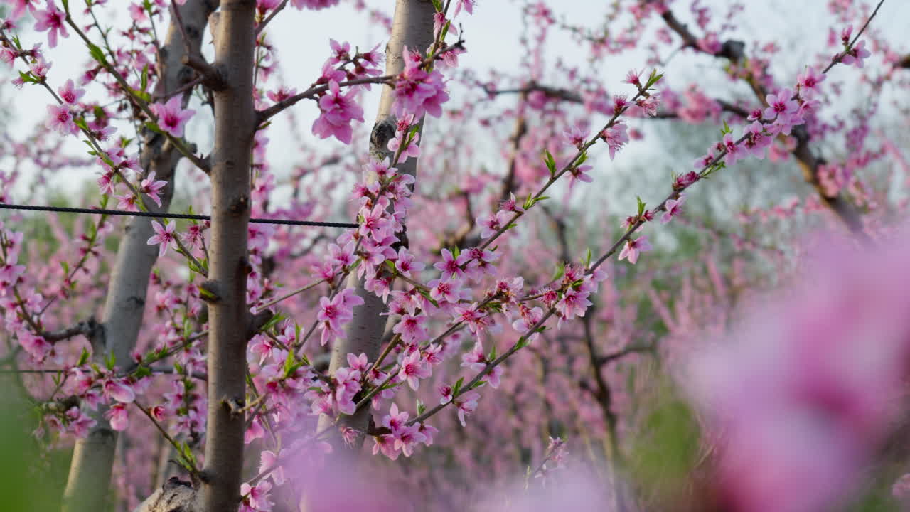 Blooming Sakura Flowers in Motion During Spring Breeze